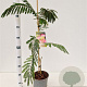 Albizia julibr. Ombrella 60-80 cm 3,0L