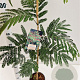 Albizia julibr. 'Rouge de Tuilière' 80-100 cm 3,0L