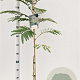 Albizia julibr. 'Rouge de Tuilière' 100-120 cm 3,0L