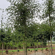 Alnus glutinosa 'Imperialis' 10-12 HO draadkluit