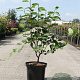 Amelanchier lamarckii 100-125 cm 10L