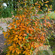 Amelanchier lamarckii 150-175 cm draadkluit