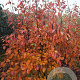 Amelanchier lamarckii 175-200 cm draadkluit
