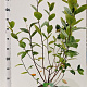 Aronia melanocarpa 100-125 cm 50L