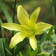 Hemerocallis altissima GM P9