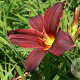 Hemerocallis 'American Revolution' GM P9