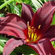 Hemerocallis 'American Revolution' GM P9
