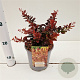 Berberis thunb. 'Atropurpurea Nana' 25-30 cm 2,5L