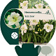 Hemerocallis 'Arctic Snow' GM P9