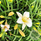 Hemerocallis 'Arctic Snow' GM P9