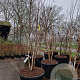 Betula utilis 'Doorenbos' 200-250 cm container meerstammig