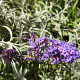 Buddleja davidii nanhoensis GM 2,0L