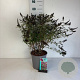 Buddleja d. Octopus Magenta 40-50 cm 6,5L