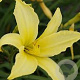 Hemerocallis 'Atlas' GM P9