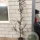 Carpinus betulus 175-200 cm 5,0L met stok