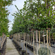 Carpinus betulus 12-14 HO container