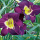 Hemerocallis 'Bela Lugosi' GM P9