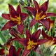 Hemerocallis 'Black Prince' GM P9