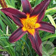 Hemerocallis 'Black Prince' GM P9