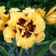 Hemerocallis 'Blackberry Candy' GM P9