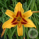 Hemerocallis 'Bonanza' GM P9