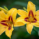 Hemerocallis 'Bonanza' GM P9
