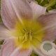 Hemerocallis 'Catherine Woodbury' GM P9