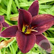 Hemerocallis 'Chocolate Candy' GM P9
