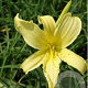 Hemerocallis citrina GM P9