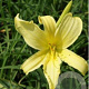 Hemerocallis citrina GM P9
