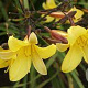 Hemerocallis 'Corky' GM P9