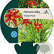 Hemerocallis 'Crimson Pirate' GM P9