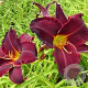 Hemerocallis 'Ed Murray' GM P9