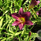 Hemerocallis 'Ed Murray' GM P9