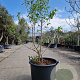 Heptacodium miconioides 150-175 cm container meerstammig
