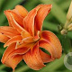 Hemerocallis fulva GM P9