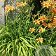 Hemerocallis fulva GM P9