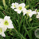 Hemerocallis 'Gentle Shepherd' GM P9