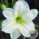 Hemerocallis 'Gentle Shepherd' GM P9