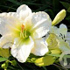 Hemerocallis 'Gentle Shepherd' GM P9