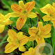 Hemerocallis 'Golden Chimes' GM P9