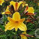 Hemerocallis 'Golden Chimes' GM P9