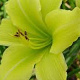 Hemerocallis 'Green Flutter' GM P9
