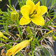 Hemerocallis 'Green Flutter' GM P9