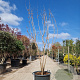 Koelreuteria paniculata 200-250 cm container meerstammig extra