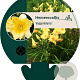 Hemerocallis 'Happy Returns' GM P9