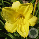 Hemerocallis 'Happy Returns' GM P9