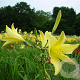 Hemerocallis 'Hyperion' GM P9