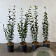 Ligustrum ovalifolium 40-60 cm 2,5L