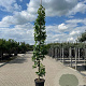 Liquidambar s. 'SlenderSilhouette' 8-10 HO container geveerd